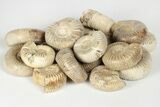 1 1/4" Polished Perisphinctes Ammonite Fossils - Madagascar - Photo 4